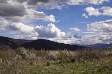 çayır, yeşil çimen, kuru dal, bitkiler, orman, dağlar, çamlar, ağaçlar, gri ağır bulutlar, mavi gökyüzü, rpanorama, güzellik, yaz, bahar, yürüyüş, kamp, gezi, hafta sonu, güzellik