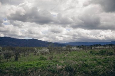arazi, dağlar, yol kenarlarında çalılar, büyüyen genç ağaçlar, beyaz çiçekler, yeşillik, çeşitli otlar, çam ormanı, kır yolu, çok sayıda gri bulut, gri gökyüzü, panorama, manzara, yaz, bahar, yürüyüş, kamp, gezi, hafta sonu, güzellik