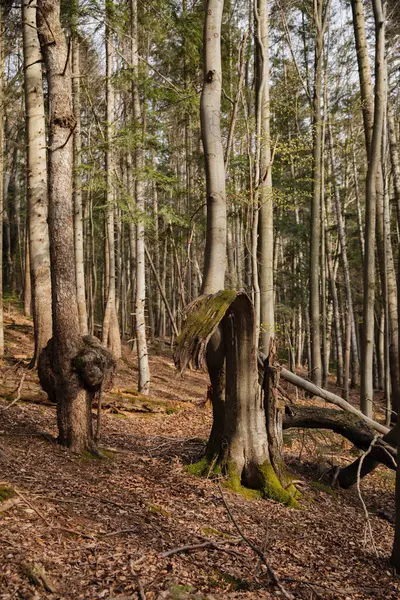 stock image torn bark, broken tree, forest thicket with pines, deciduous trees, moss, fairy-tale peace, sun, glare, various grasses, thickets