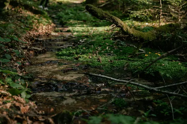 stock image forest path, moss, wild flowers, forest thicket with pines, deciduous trees, moss, fairy-tale peace, glare, various grasses, thickets    