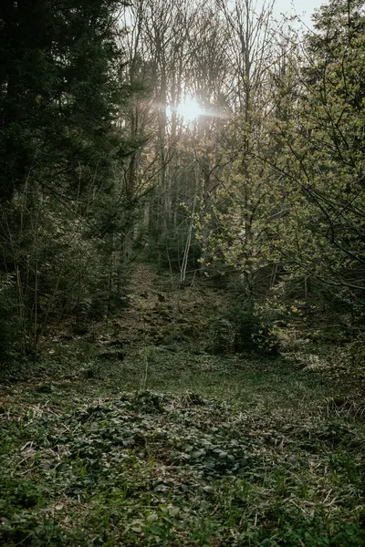 stock image  forest thicket with pines, deciduous trees, moss, fairy-tale peace, sun, glare, various grasses, thickets