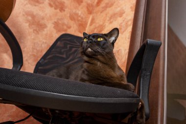 Yetişkin kahverengi kedi, sarı gözlü Avrupalı Birmanyalı siyah bir sandalyede yatıyor, portre