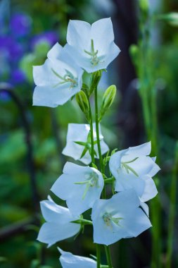 Çanlar, salıncak beyazı, beyaz, orta boy, çiçekler, piramit, sapında çiçekler, şeftali yapraklı, bitki, çayır, yeşillik, park, orman, seyahat