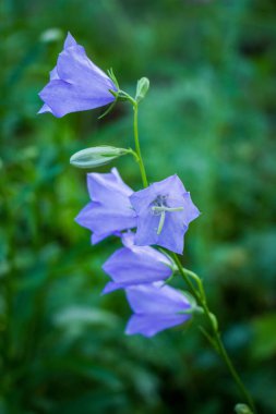 Ormandaki mavi-menekşe çiçekleri, makro, bulanık arka plan, yabani çiçekler, güzel, yaz