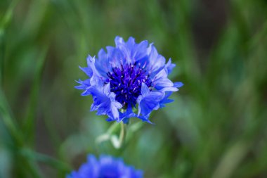 parlak mavi çiçek, karanfil, şekilli taç yaprakları, mantarlar, hassas, karanlık merkez, makro, yeşil oblong yaprakları, çiçek açan tomurcuklar, bitki, çiçek açan, park, bahçe, çiçek tarlası