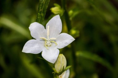 Dekoratif, beyaz, Bell, şeftali yapraklı Campnula persiciflia, tomurcuklar, yapraklar, yeşil yapraklar, makro, çiçek, bitki, park, bahçe, çiçek yatağı, narin,