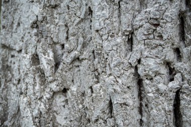 Ağaç kabuğu, gri, büyük, çatlak, makro, yapısal, heterojen, çatlak, kaba, kaba, gün ışığı