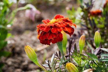 Orta takvimde sarı noktalı büyük kırmızı çiçekler açtı, ilginç, çiçek tarhında, yaz, makro,