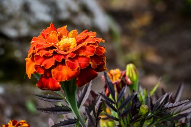 Orta takvimde sarı noktalı büyük kırmızı çiçekler açtı, ilginç, çiçek tarhında, yaz, makro,