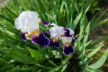 Sarı merkezli büyük kıvırcık mavi süsen çiçekleri çimlerin arasında çiçek açtı, ilginç, çiçek tarhında,,