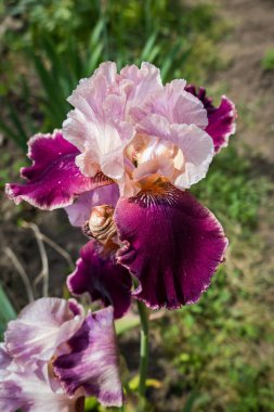 Iridaceae, iris mavi-menekşe ormandaki açıklık, çiçekler, çeşitli otlar, güzel, bahar, yaz