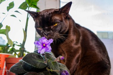 Sarı gözlü kahverengi kedi, pencere pervazında mor bir çiçek ısırır.