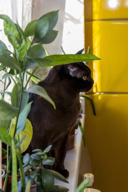 Kahverengi kedi pencere kenarında oturuyor, dışarı bakıyor, sarı gözlü, ilgili, safkan, kısa saçlı, Avrupalı-Birmanyalı, evcil hayvan, arkadaş, bitkiler, çiçek, pencere