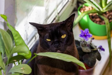 kahverengi kedi pencere pervazında oturur, menekşe, çiçek, dışarı bakar, sarı gözlü, ilgili, safkan, kısa saçlı, Avrupa-Birmanyalı, evcil hayvan, arkadaş, bitkiler, çiçek, pencere