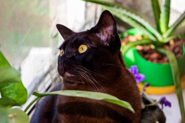 kahverengi kedi pencere pervazında oturur, menekşe, çiçek, dışarı bakar, sarı gözlü, ilgili, safkan, kısa saçlı, Avrupa-Birmanyalı, evcil hayvan, arkadaş, bitkiler, çiçek, pencere