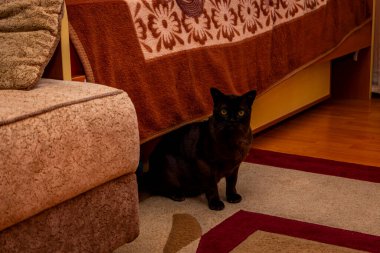 Kahverengi kedi yatağın altından çıkıyor, büyük sarı gözler, yakışıklı Avrupalı Burmalılar.