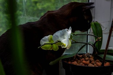 kahverengi kedi pencere kenarında oturuyor, orkide, çiçek, dışarı bakıyor, sarı gözlü, ilgili, safkan, kısa saçlı, Avrupalı-Burmalı, evcil hayvan, arkadaş, bitkiler, çiçek, pencere