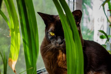 Bir kahverengi kedi pencere kenarında oturuyor, palmiye ağacının yapraklarının arasında, mırlıyor, sarı gözlü, ilgili, safkan, kısa saçlı, Avrupalı-Burmalı, evcil hayvan, arkadaş, bitkiler, pencere,