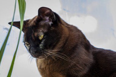 Bir kahverengi kedi pencere kenarında oturuyor, palmiye ağacının yapraklarının arasında, mırlıyor, sarı gözlü, ilgili, safkan, kısa saçlı, Avrupalı-Burmalı, evcil hayvan, arkadaş, bitkiler, pencere,