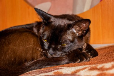 Güzel, safkan kedi, yatağa uzanıyor, dönüyor, uyuyor, dikizliyor, bakıyor, dikizliyor, bitkiler, portre, bakıyor, sarı gözlü, kahverengi, melez, Avrupalı Burmalı, sarı gözlü, havalı, evcil hayvan, arkadaş