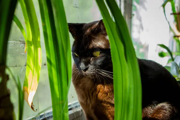 stock image a brown cat sits on the windowsill, among the leaves of a palm tree, purrs, yellow-eyed, interested, purebred, short-haired, European-Burmese, pet, friend, plants, window,