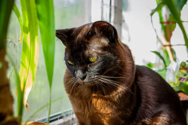 stock image a brown cat sits on the windowsill, among the leaves of a palm tree, purrs, yellow-eyed, interested, purebred, short-haired, European-Burmese, pet, friend, plants, window,