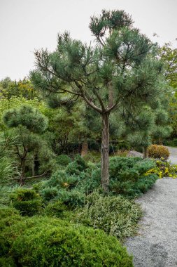 Taş kadın, heykel, sarı sonbahar çiçekleri, ağaçlar, çam ağaçları, manzara, dekoratif orman, atölye, gezi