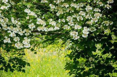 Viburnum inflorescences, çayırdaki çiçekler, köyün dışındaki çeşitli otlar, otlar.