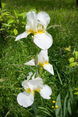Sarı merkezli büyük, kıvırcık, beyaz irisler çimenlerin arasında çiçek açtılar, ilginç, çiçek tarhında,,