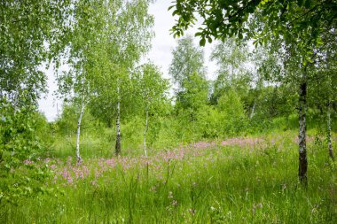 Orman huş ağaçları, köyün dışındaki çayır çiçekleri.