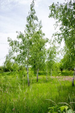 Orman huş ağaçları, köyün dışındaki çayır çiçekleri.