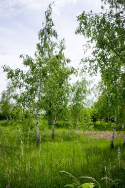 Orman huş ağaçları, köyün dışındaki çayır çiçekleri.