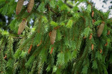 Büyük, tal genç ladin ağacı koniler, iğneler, dallar