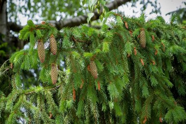 Büyük, tal genç ladin ağacı koniler, iğneler, dallar