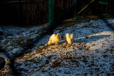 two white peacocks, large birds, tufts on their heads, in an aviary, walking in the snow, behind a chain-link fence, near a wooden house, a tree, pressing their paws clipart