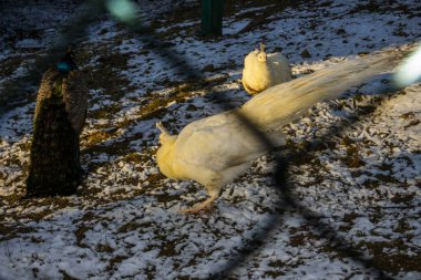 white peacocks, birds, behind the fence, crested, fence, walk,  snow, sun, spruces, fir trees, nature, travel snow, road, building, forest, landscape, clipart