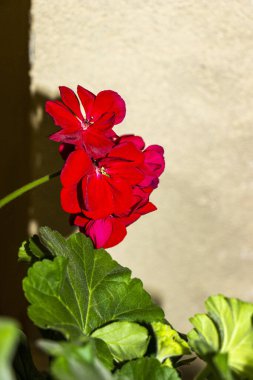 Üçgen, idiyofon, akordeon yeşil, müzikal, enstrüman, yetişkin, nadir, eski, yıpranmış kemer, notalar ve şarkılar, masada, tatil,, 