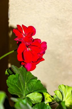 kırmızı çiçek, Pelargonium, sardunya, çiçek, cilt bakımı, küçük çiçekler, bitki, ev,  