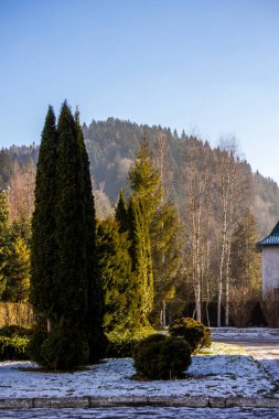 Sabah, dağlarda, çam ağaçları, köknar ağaçları, budanmış çalılar, dekoratif, orman, yol, gölgeler, kar, güneş, gölgeler, ışınlar, izler, doğa, manzara, seyahat, ağaçlar, karlı, kış