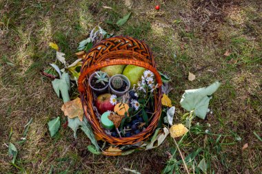 autumn small white flowers, grapes, cacti, decorative, apples, nuts, candles, in a wicker basket, beautiful, decoration, composition, on the grass, blooming, abundantly, park, garden, floristry clipart