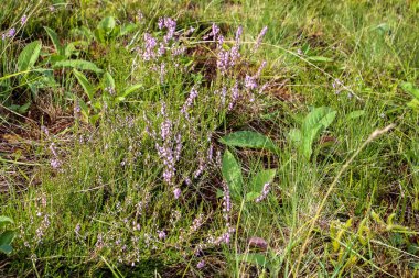 Otların arasında, çayırların üzerinde küçük mor çiçekler.