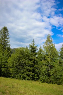 Çayır, çeşitli otlar, orman, dağlar, ağaçlar, rpanorama, yaz, çayır, beyaz bulutlar, mavi gökyüzü,