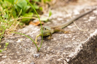yeşil sıradan kertenkele bir taşın üzerinde, yeşillik, bahar