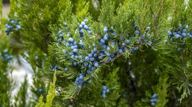Süslü yeşil kozalaklı çalılar mavi böğürtlen, park, meyve, sonbahar, yeşil, sarı, manzara, yürüyüş