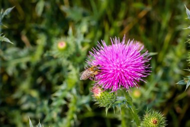 Devedikeni (devedikeni, Tatarnik) mor çiçekleri, arısı, çiçekli yaban arısı, dikenleri güzel, bahar, yaz