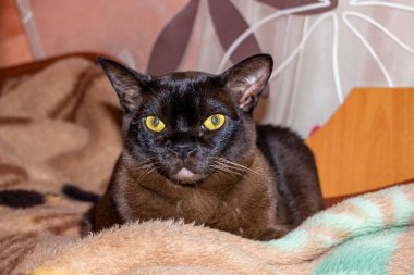 kedi yetiştiricisi Avrupalı Birmanlar, görünümlü, koyu kahverengi, yüz, portre, kısa saçlı, genç, evcil hayvan, bakımlı