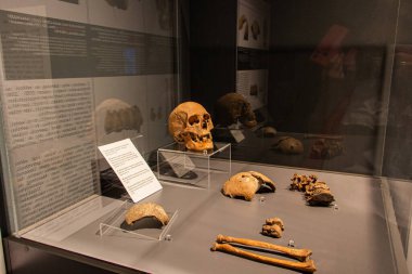 İnsan kafatası kemikleri, arkeolojik, kazı, stantlar, tarih, sergi, gezi, eski