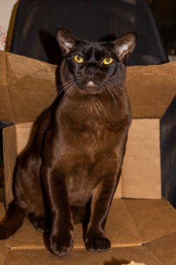 Sarı gözlü kedi, oturuyor, sandalyede oturuyor, karton kutuların üzerinde oturuyor, büyük gözler, kahverengi, ciddi görünüş, genç, bakımlı, sağlıklı, yetişkin, kısa saçlı, safkan, Avrupalı Burmalı, bir dairede, evcil hayvan gözdesi,