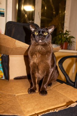 Sarı gözlü kedi, oturuyor, sandalyede oturuyor, karton kutuların üzerinde oturuyor, büyük gözler, kahverengi, ciddi görünüş, genç, bakımlı, sağlıklı, yetişkin, kısa saçlı, safkan, Avrupalı Burmalı, bir dairede, evcil hayvan gözdesi,
