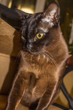 Sarı gözlü kedi, oturma, portre, büyük gözler, kahverengi, ciddi görünüm, genç, bakımlı, sağlıklı, yetişkin, kısa saçlı, safkan, Avrupalı Burmalı, evcil hayvan gözdesi,